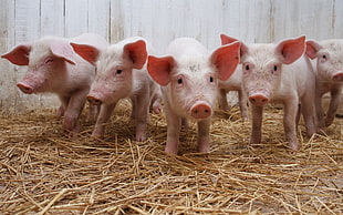 five pink piglets